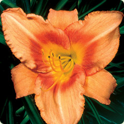 leebea_orange_crush